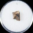 Ceratopsid Tooth - Two Medicine Formation #14823-1